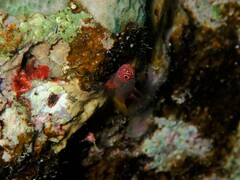 Trimma flavicaudatum