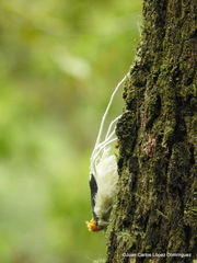 Cerogenes auricoma