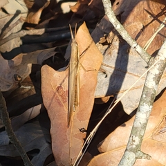 Leptysma marginicollis