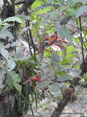 Tillandsia leiboldiana