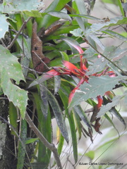 Tillandsia leiboldiana