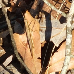 Leptysma marginicollis