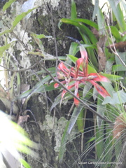 Tillandsia leiboldiana