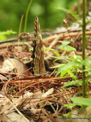 Morpho helenor montezuma