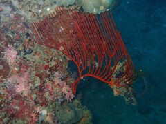 Ctenocella pectinata