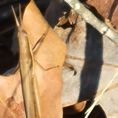 Leptysma marginicollis