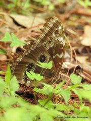 Morpho helenor montezuma