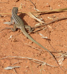 Aspidoscelis tesselatus
