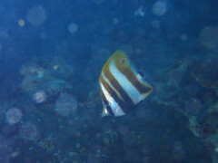 Coradion chrysozonus