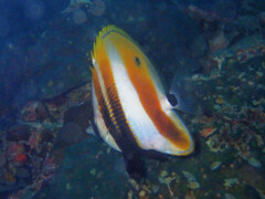 Coradion chrysozonus