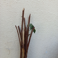 Stilpnochlora azteca