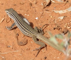 Aspidoscelis tesselatus