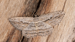 Scioglyptis loxographa