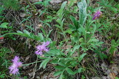 Psephellus sibiricus