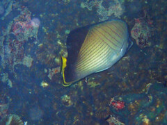 Chaetodon decussatus