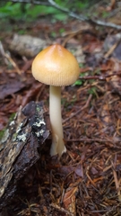 Amanita sinicoflava