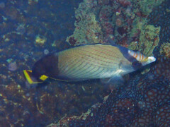 Chaetodon decussatus