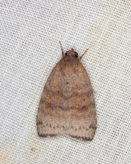 Austrocarea iocephala