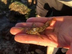 Hypsoblennius gilberti
