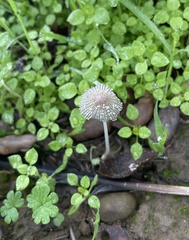 Setulosi