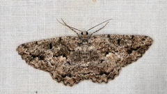 Hypomecis externaria