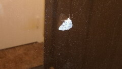 Leuconycta diphteroides
