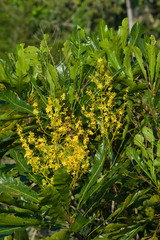 Cespedesia