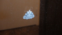 Leuconycta diphteroides