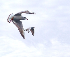 Chroicocephalus ridibundus