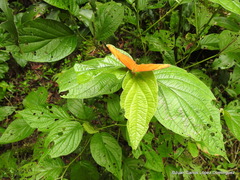 Dryas iulia moderata