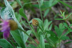 Psephellus sibiricus