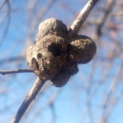 Callirhytis quercuspunctata
