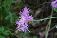 Psephellus sibiricus