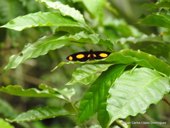 Catonephele numilia esite