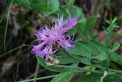 Psephellus sibiricus