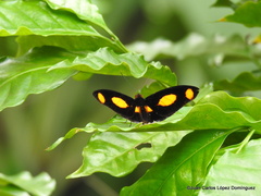 Catonephele numilia esite