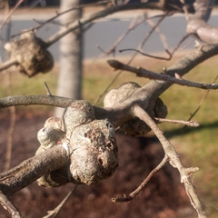 Callirhytis quercuspunctata