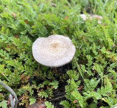 Agaricus micromegethus