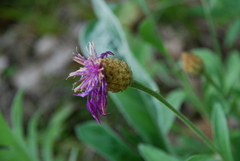 Psephellus sibiricus