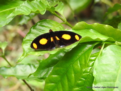 Catonephele numilia esite