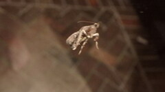 Galasa nigrinodis