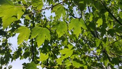 Acer glabrum douglasii