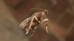 Galasa nigrinodis