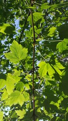 Acer glabrum douglasii