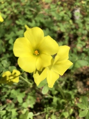Oxalis pes-caprae