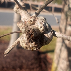 Callirhytis quercuspunctata