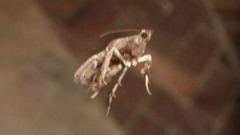 Galasa nigrinodis