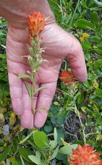 Castilleja hispida hispida