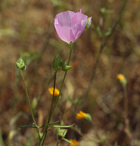 Hartweg's Checkerbloom (Sidalcea hartwegii)