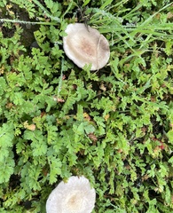 Agaricus micromegethus
